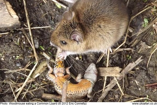 Common Lizard being eaten by a Woodmouse