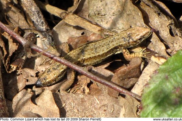 Common Lizard with a new tail