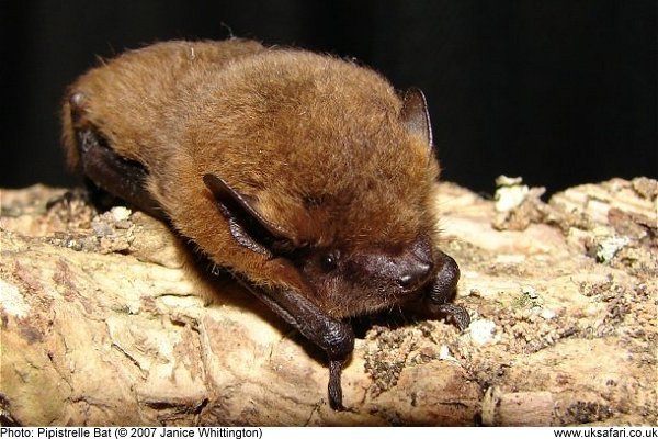 Common Pipistrelle Bats