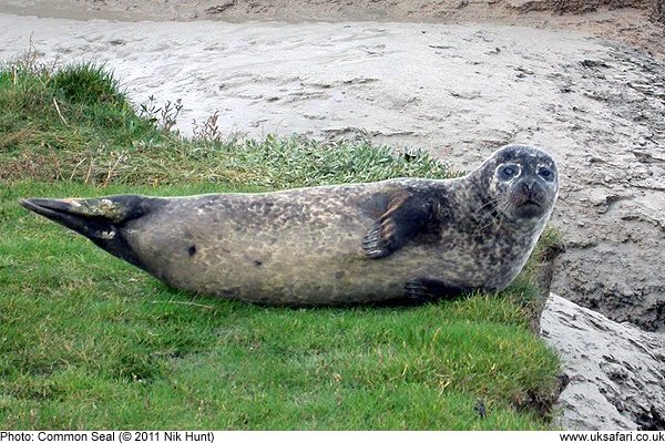 Common Seal sunbathing