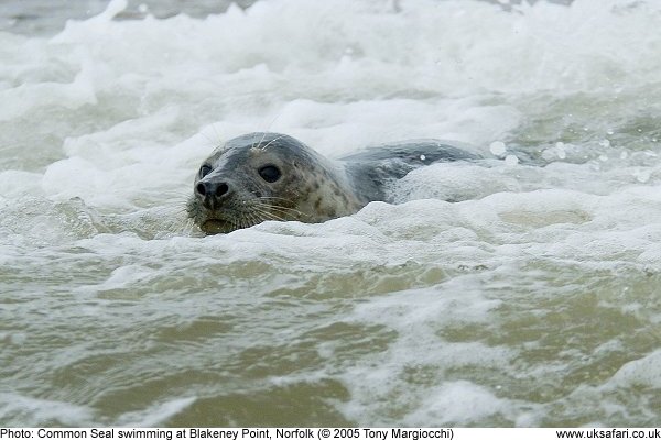 Common Seal swimming