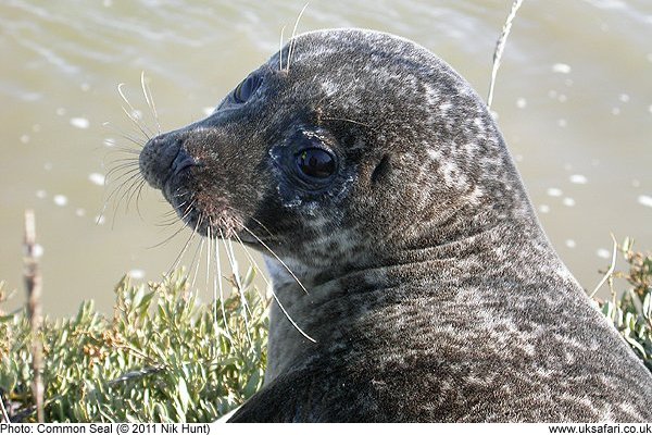 Common Seal