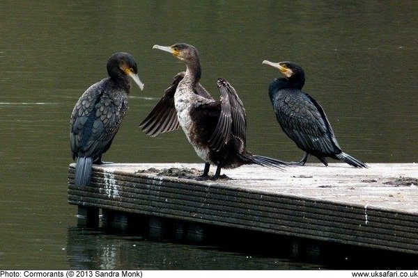 Cormorant