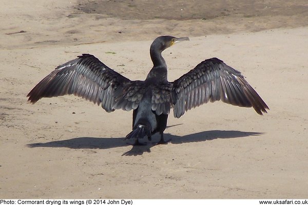 cormorant drying off