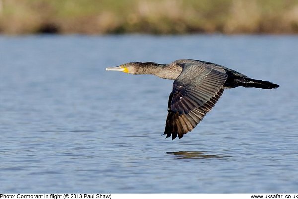 cormorant flying