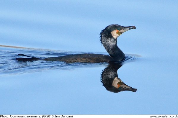 cormorant swimming