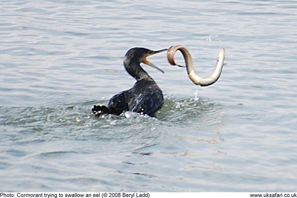 cormorant catching an eel