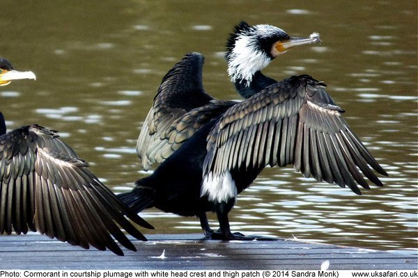 cormorant in courtship plumage