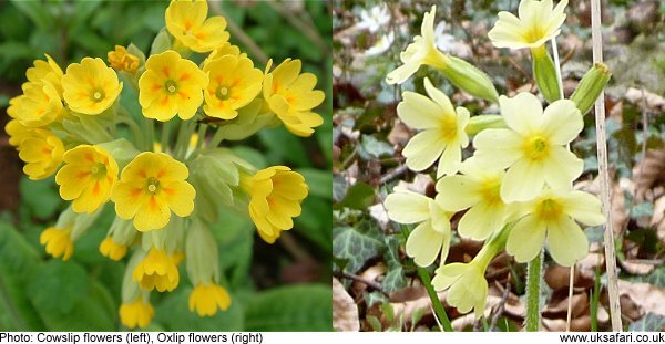 cowslips and oxlips