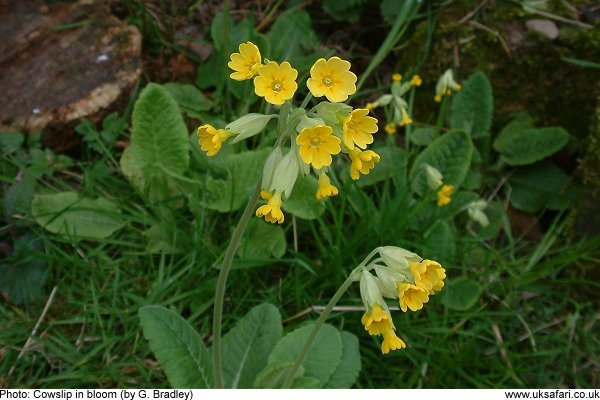 Cowslip