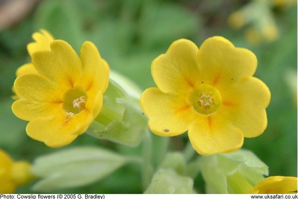 cowslip