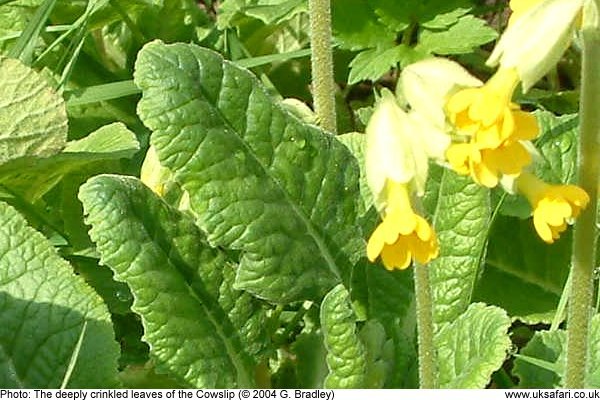 cowslip