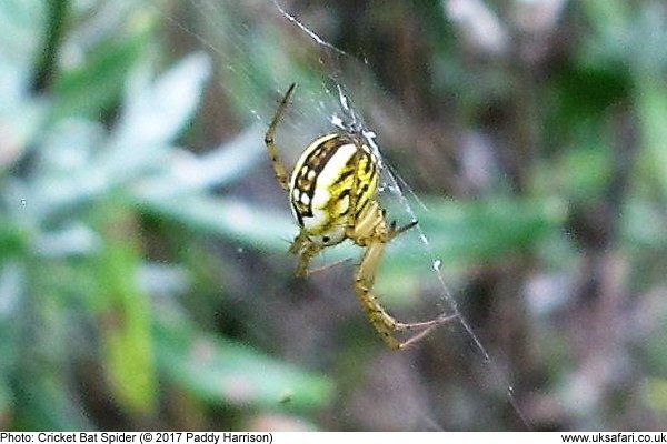 Cricket Bat Spider