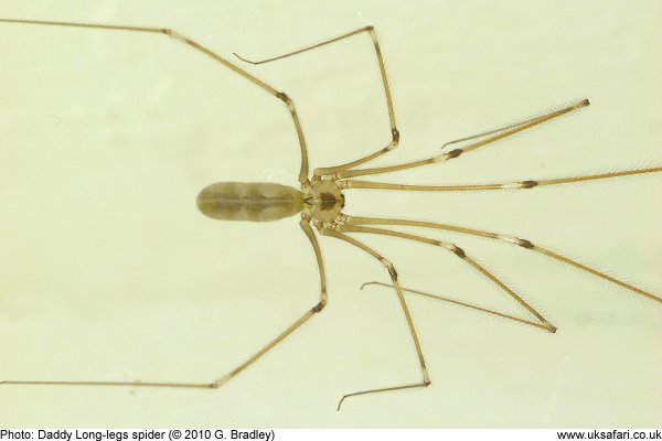 Cellar Spider