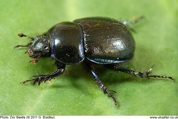 Dor Beetle