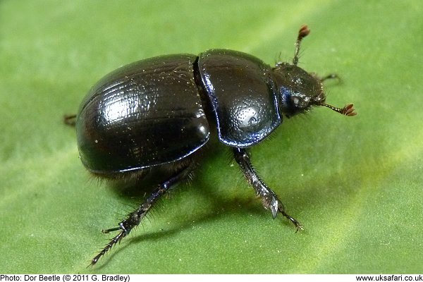 Dor Beetle close up