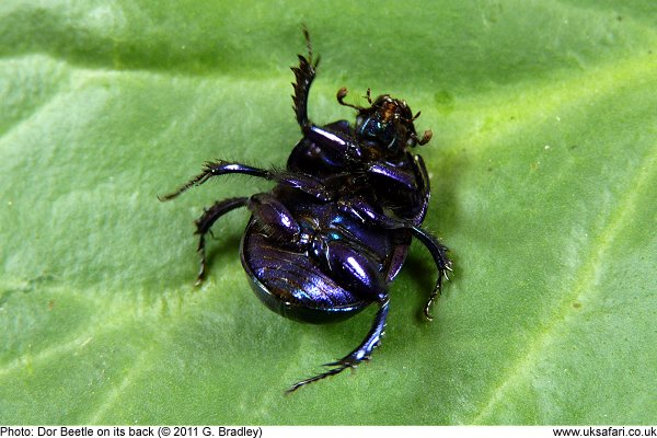 Dor Beetle close up