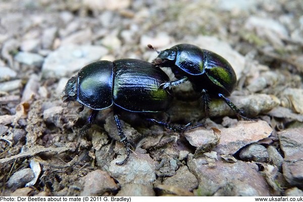 Dor Beetle close up