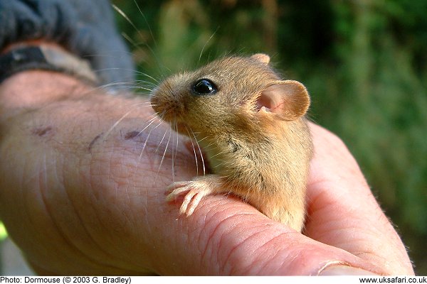 Dormouse