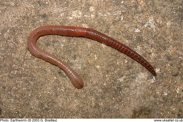 Earthworm