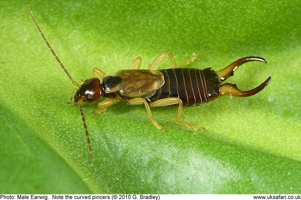 Earwig