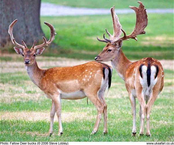 Fallow deer