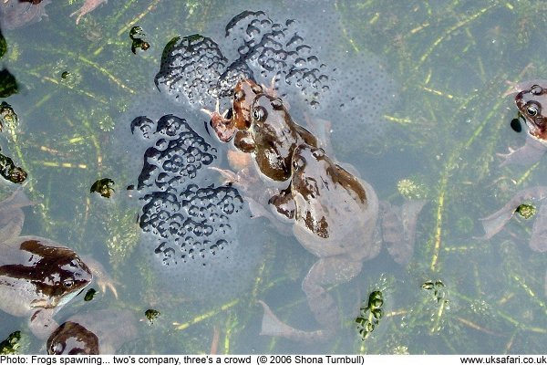 Frogs mating