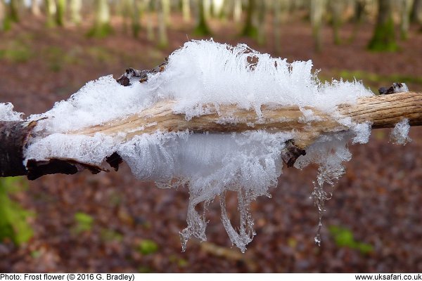 Frost Flower