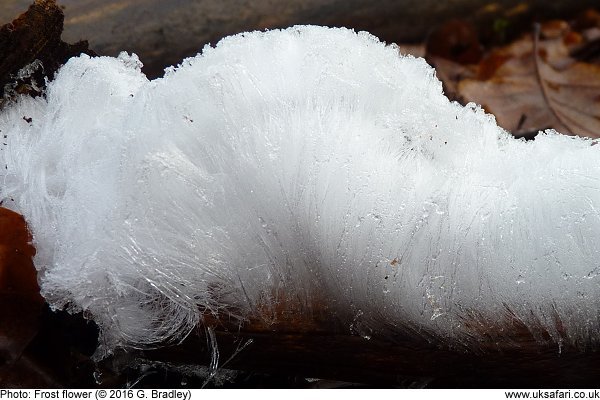 Frost Flower