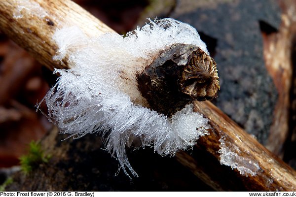 Frost Flower