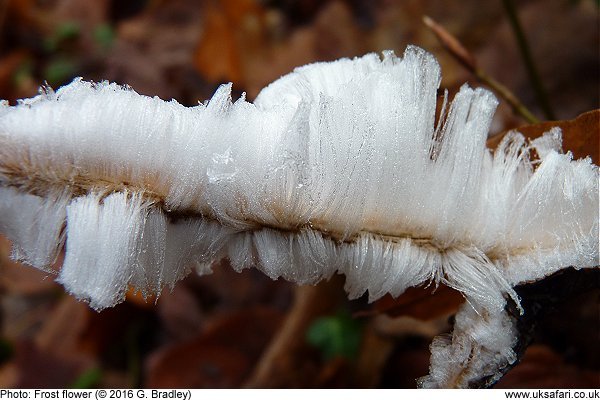 Frost Flower