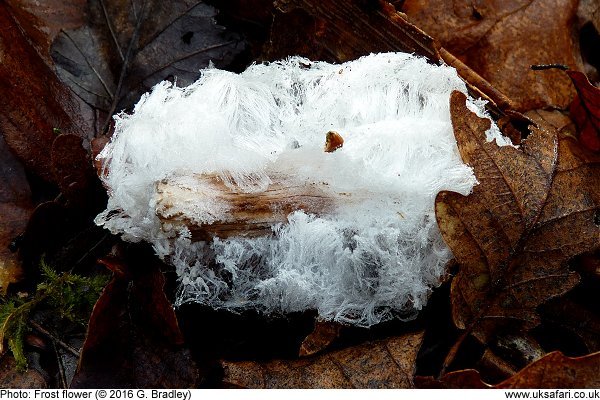 Frost Flower