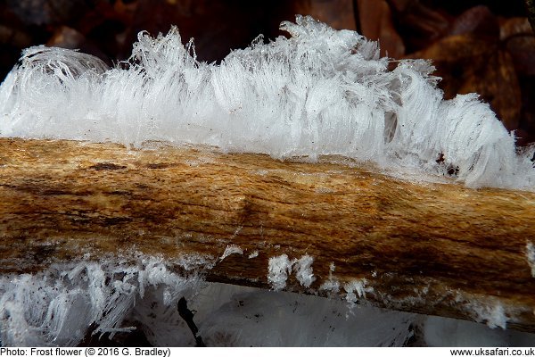 Frost Flower