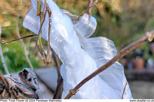 Frost Flower