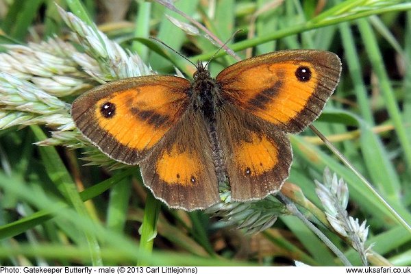 Male Gatekeeper Butterfly