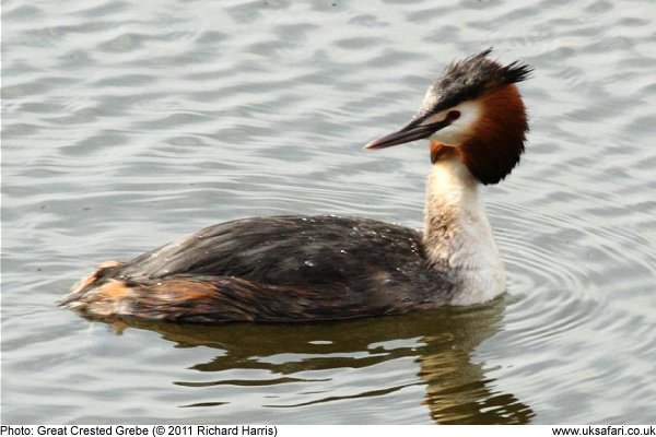 Great Crested Grebe