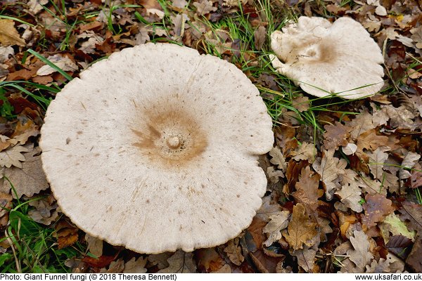 Giant Funnel Fungi