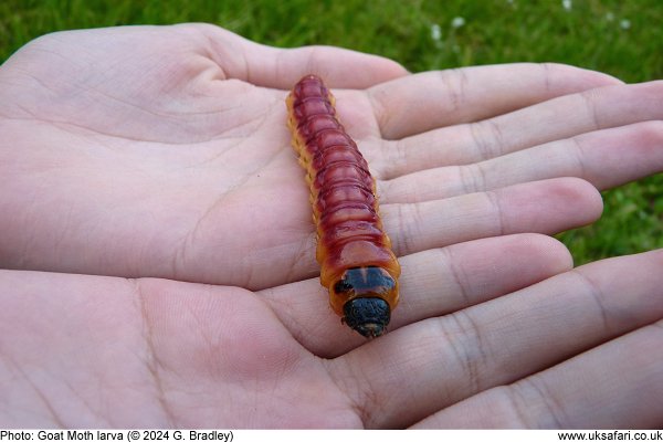 Goat Moth larva