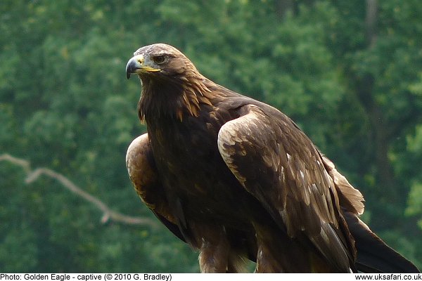 Golden Eagle