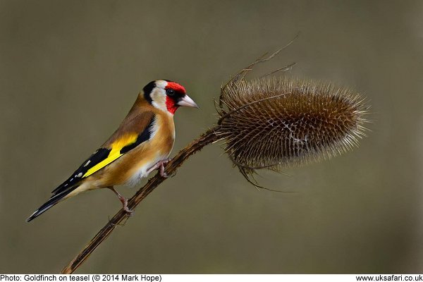 goldfinch