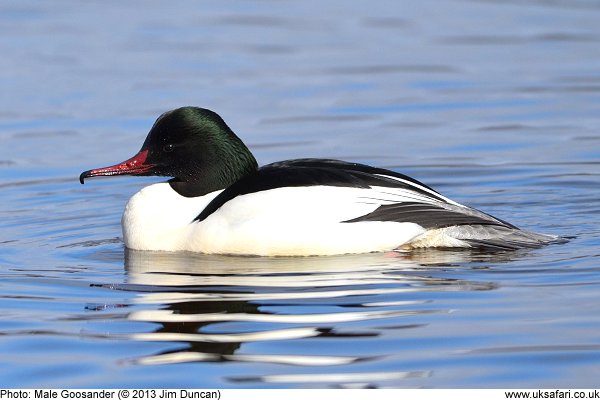 male Goosander