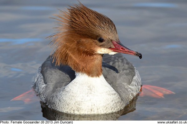 goosander female