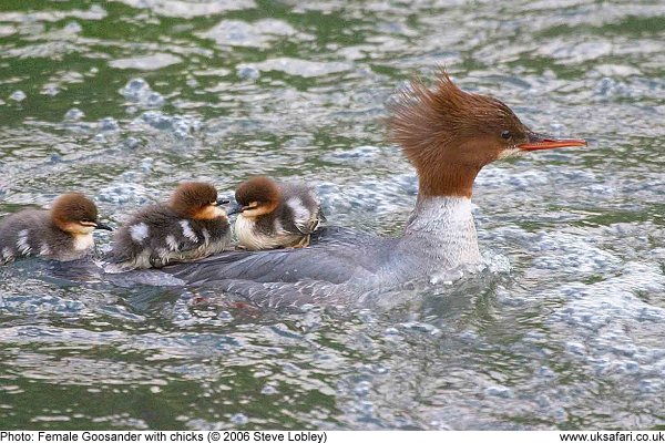 goosander female carrying young