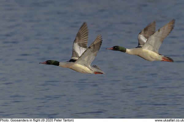 two male goosanders in flight