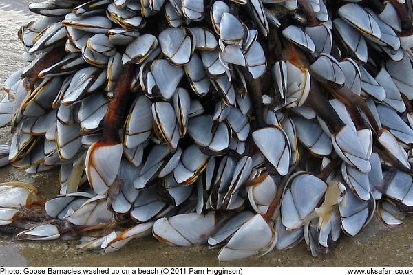 Goose Barnacles