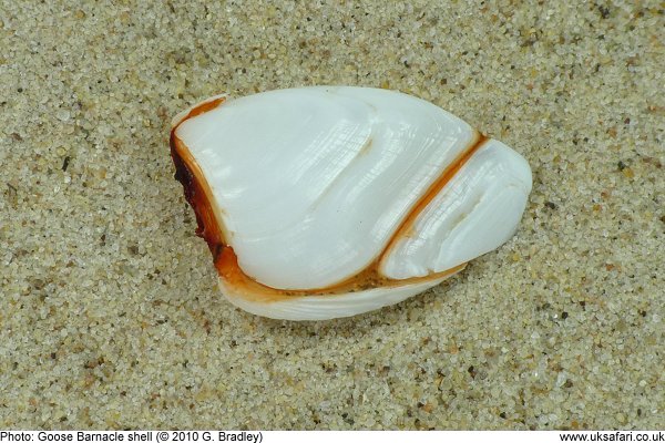 Goose Barnacle shell