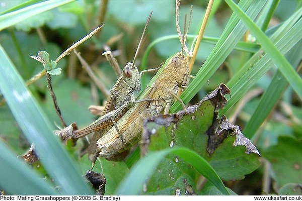 Grasshoppers mating