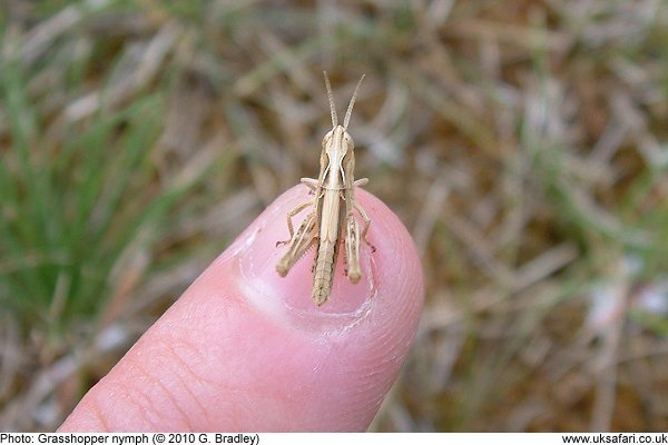 Grasshopper nymph