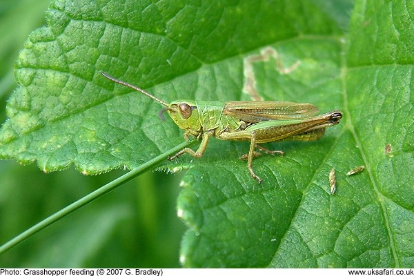 Grasshopper feeding