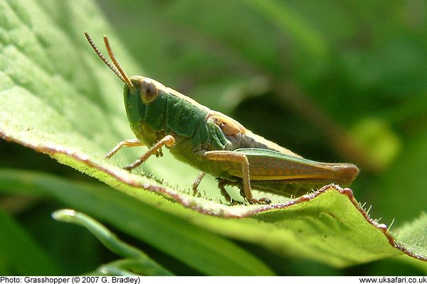 Grasshopper